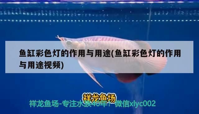 魚缸彩色燈的作用與用途(魚缸彩色燈的作用與用途視頻)
