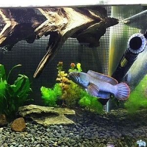 巴卡雷龍魚繁殖期飼料搭配（巴卡雷龍魚繁殖期如何控制水質）