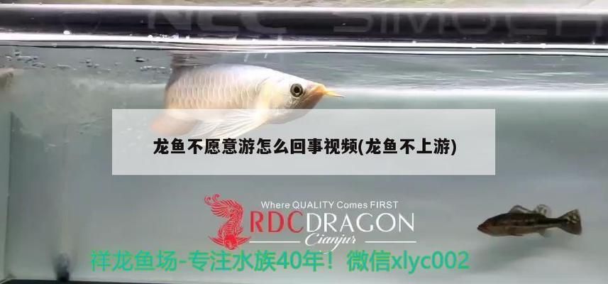 廣州有哪些花鳥魚蟲市場地址(廣州花鳥魚蟲批發市場在哪里)