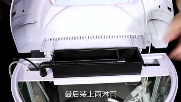 龍魚得寄生蟲能自愈嗎圖片（龍魚得寄生蟲能自愈嗎圖片大全）
