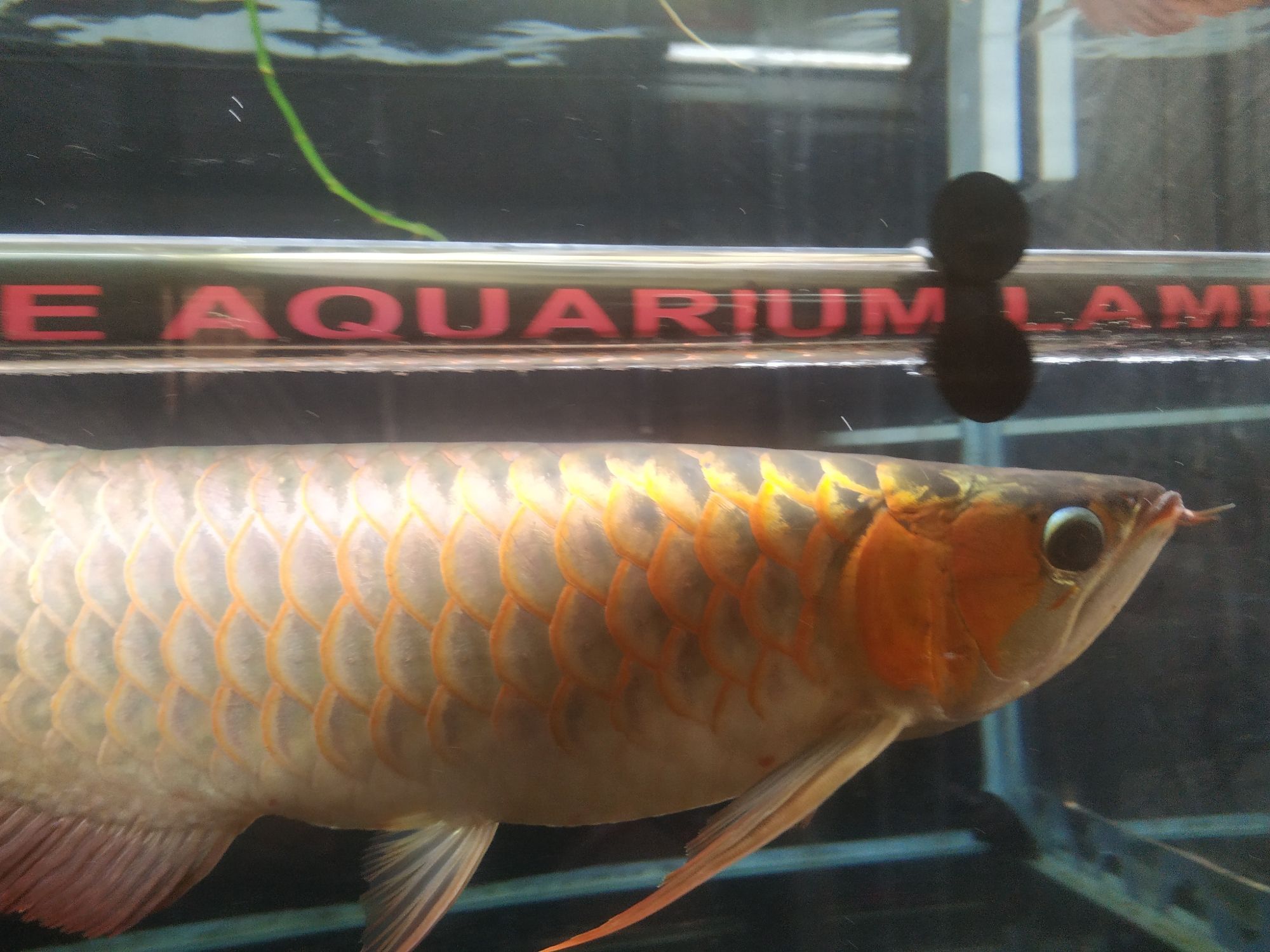 開啟烤魚模式