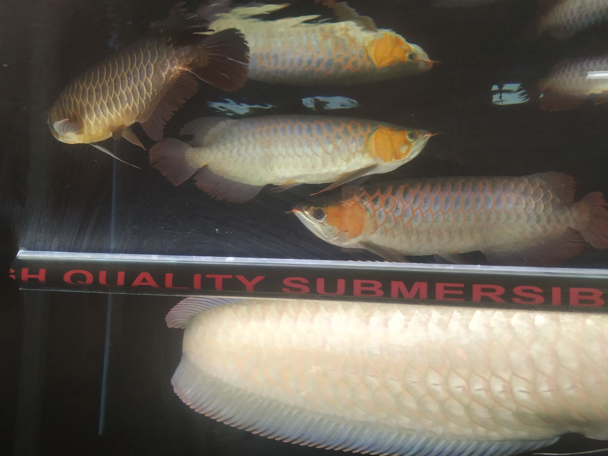 開啟烤魚模式