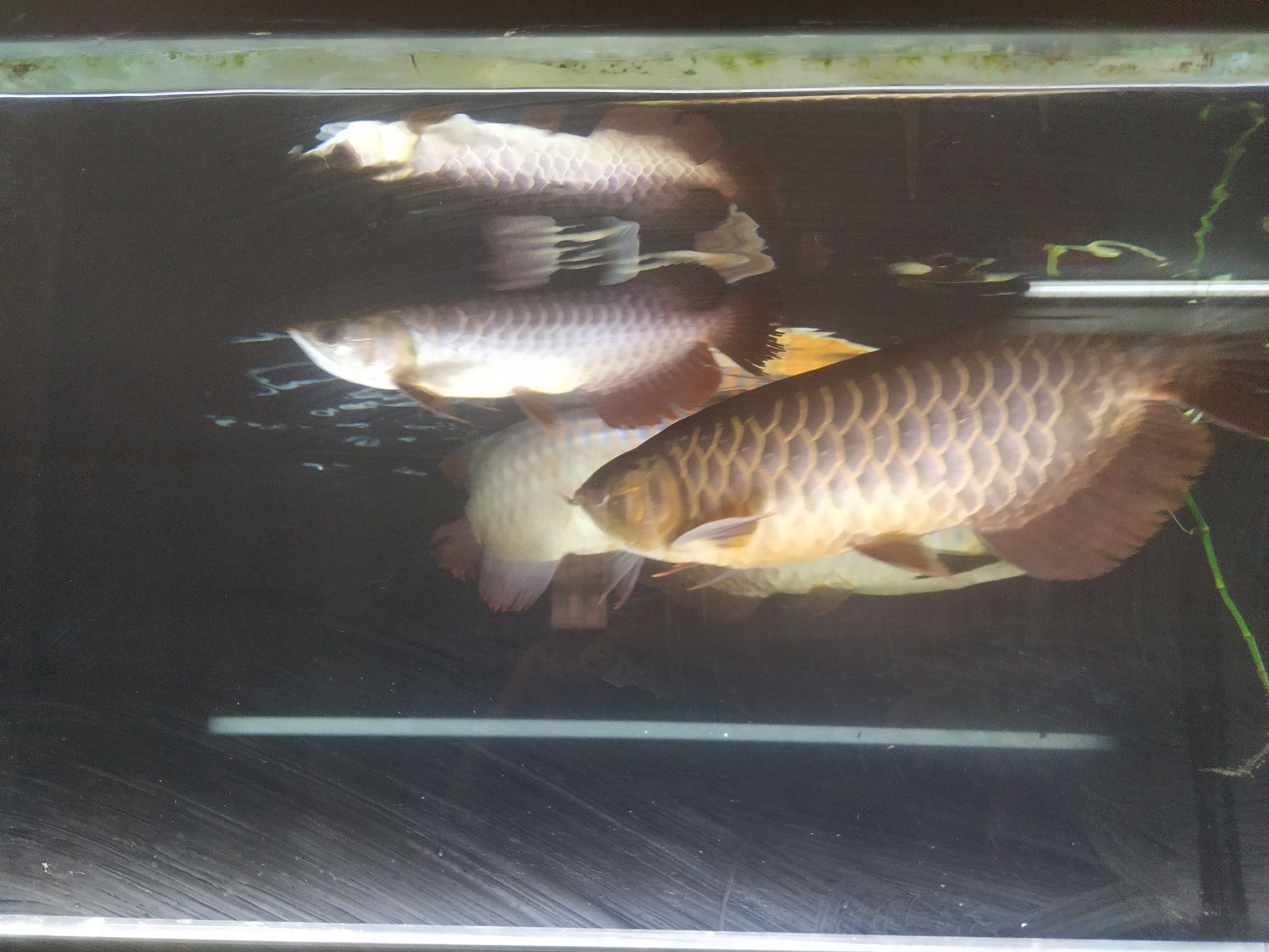 開啟烤魚模式
