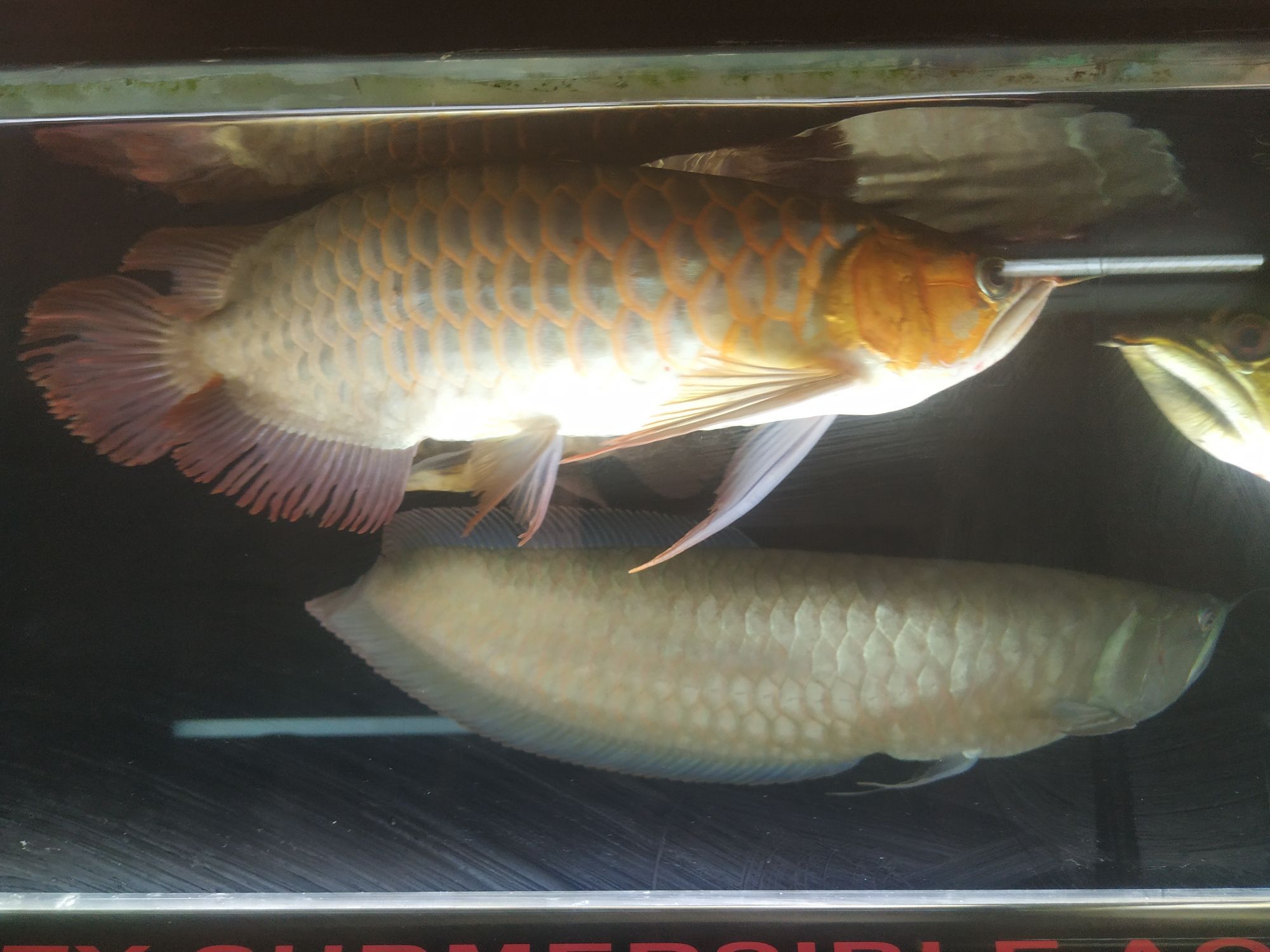 開啟烤魚模式