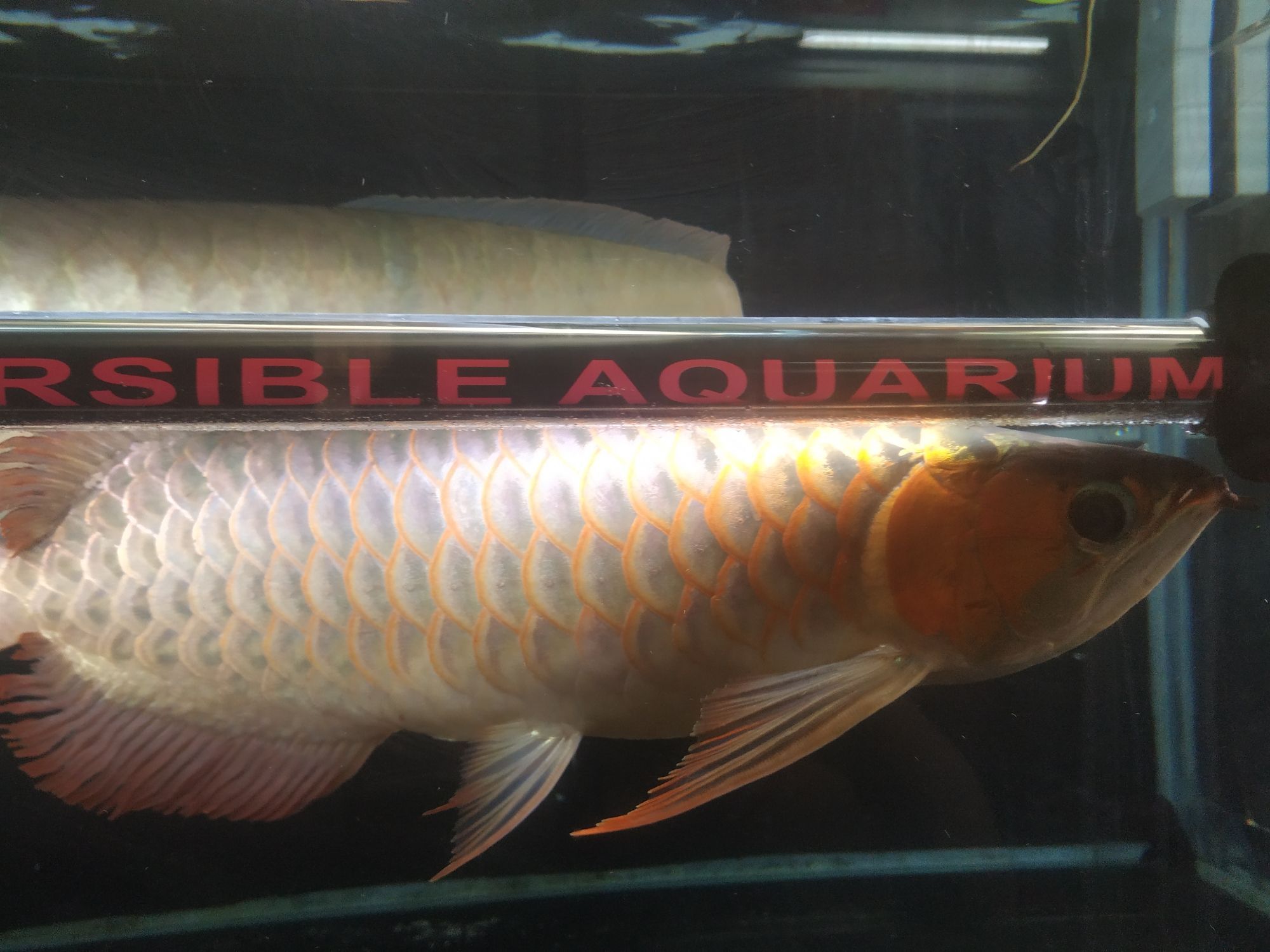 開啟烤魚模式