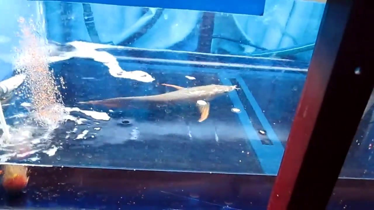 火龍魚能和小魚一起養嗎怎么養（火龍魚能和小魚一起養嗎怎么養的）