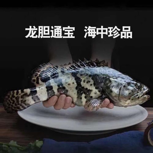 龍蠆魚多少錢一斤