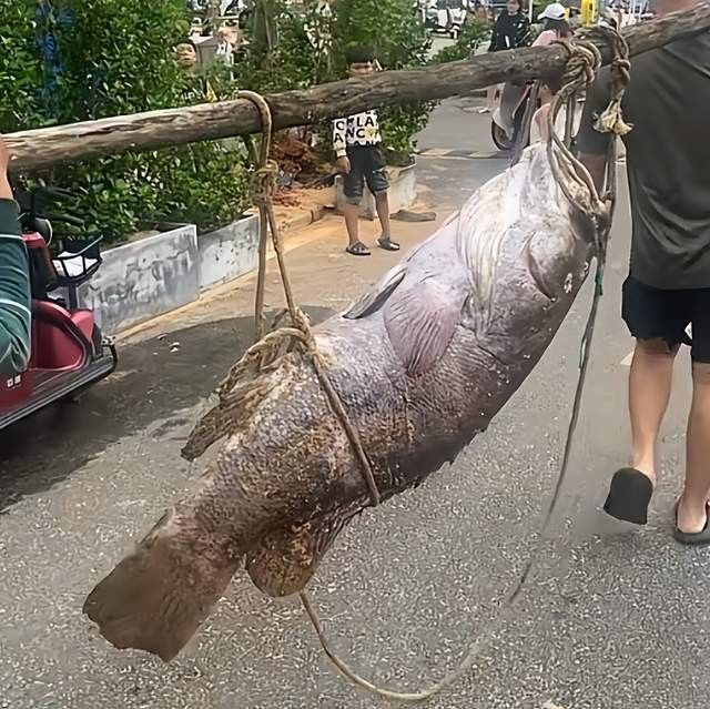 龍蠆魚多少錢一斤