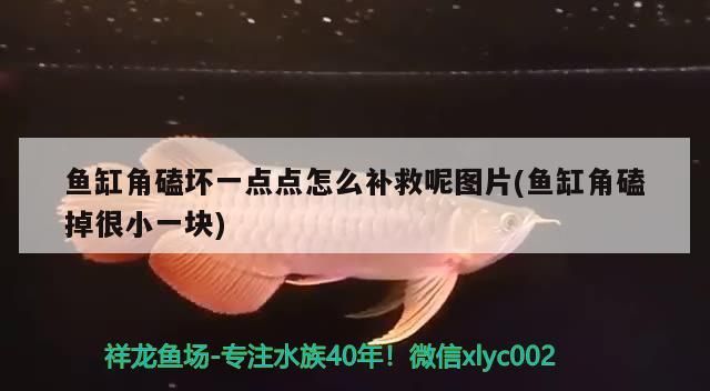魚缸角磕壞一點點怎么補(bǔ)救呢圖片(魚缸角磕掉很小一塊)