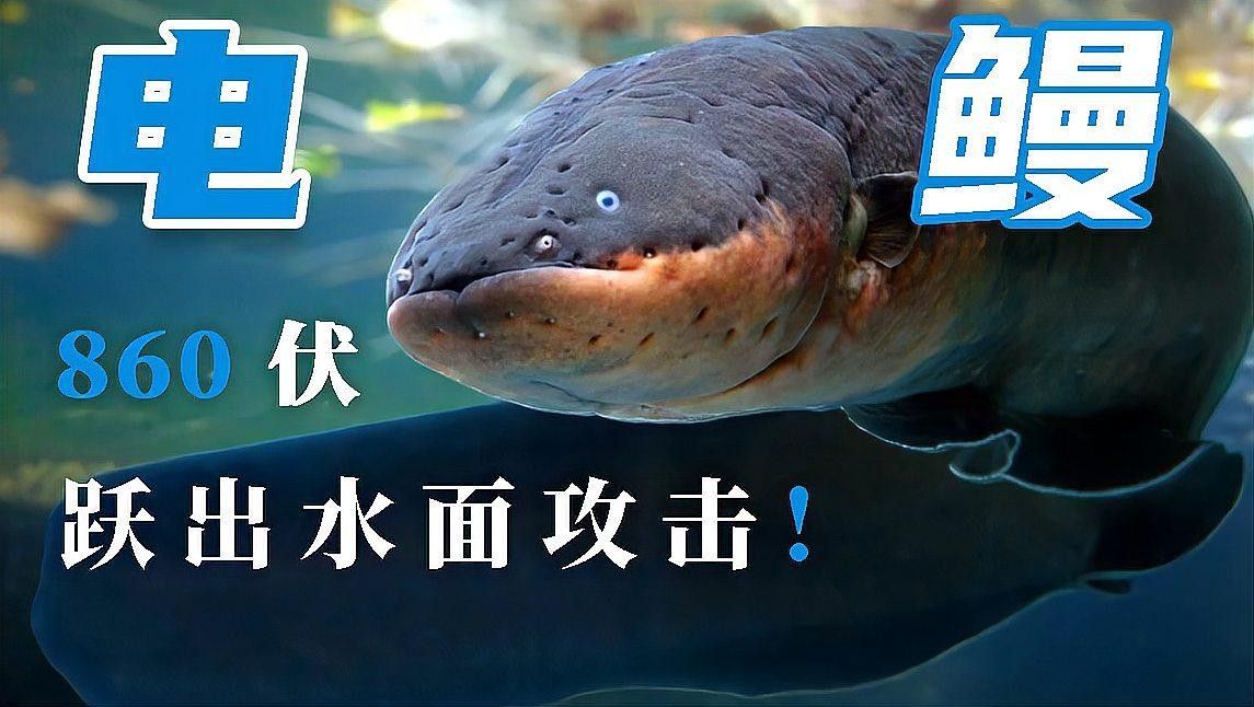 電鰻品種