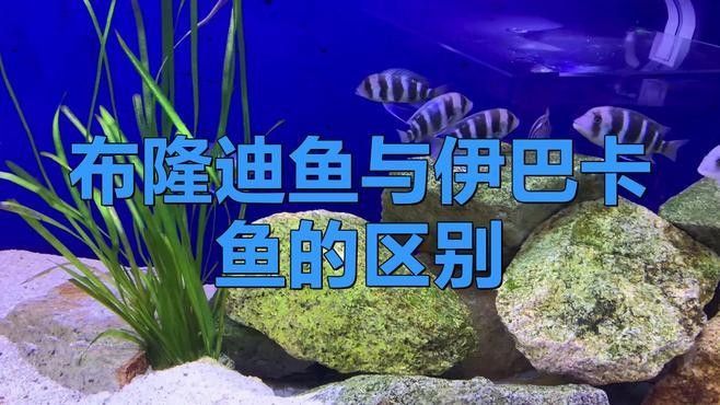伊巴卡魚和布隆迪魚的區(qū)別