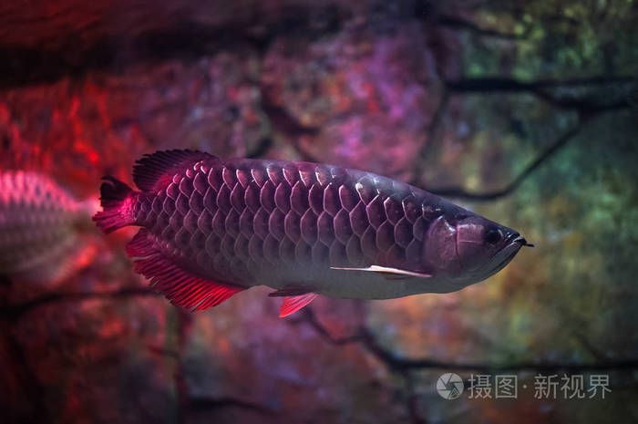 魚缸過濾器選購指南:自制魚缸過濾器魚缸上置過濾器對(duì)于養(yǎng)魚愛好者的必備知識(shí) 養(yǎng)魚之道養(yǎng)魚過程中的人生感悟 觀賞魚百科 養(yǎng)魚之道養(yǎng)魚過程中的人生感悟 養(yǎng)魚之道養(yǎng)魚過程中的人生感悟 觀賞魚百科