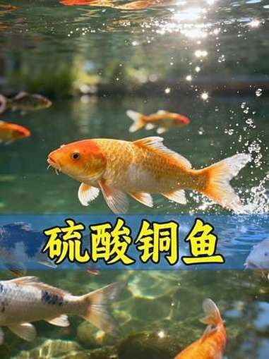 委內(nèi)瑞拉紅勾丁魚最忌三種藥