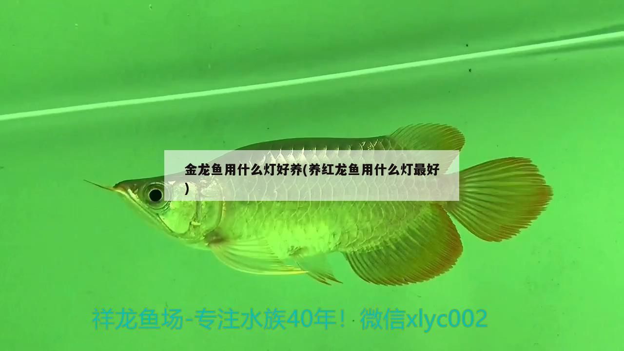 金龍魚用什么燈好養(養紅龍魚用什么燈最好)