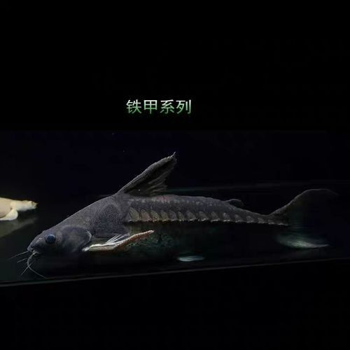 鐵甲武士魚多少錢一條