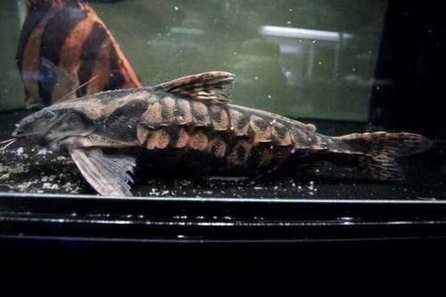 鐵甲武士魚多少錢一條