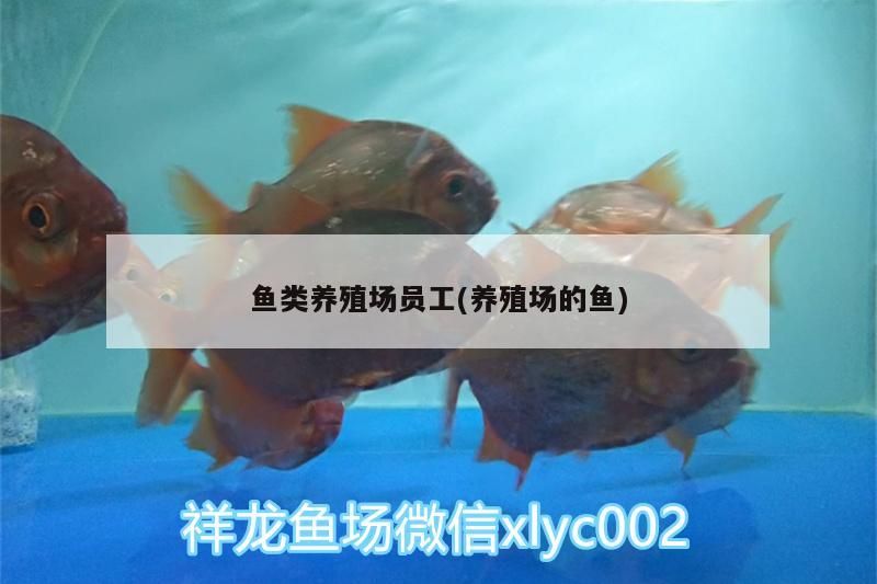 魚類養殖場員工(養殖場的魚)