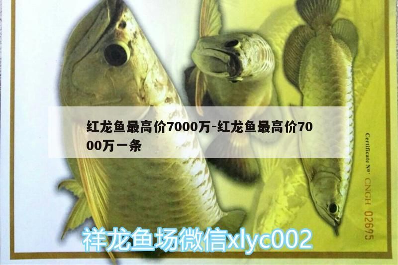 飼料 紅龍魚(yú)最高價(jià)7000萬(wàn):紅龍魚(yú)最高價(jià)7000萬(wàn)一條 觀賞魚(yú)百科 紅龍魚(yú)最高價(jià)7000萬(wàn):紅龍魚(yú)最高價(jià)7000萬(wàn)一條 紅龍魚(yú)最高價(jià)7000萬(wàn):紅龍魚(yú)最高價(jià)7000萬(wàn)一條 觀賞魚(yú)百科