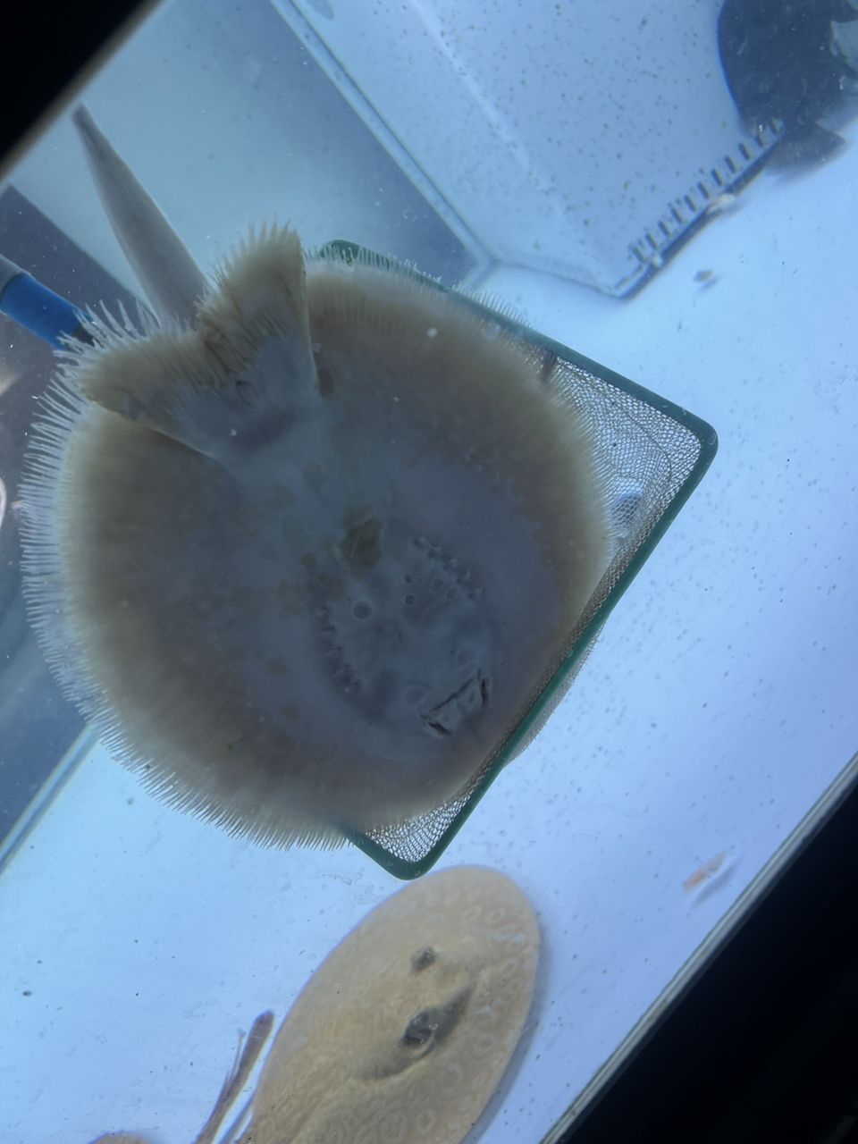 天天掛