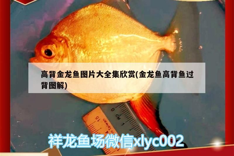 高背金龍魚圖片大全集欣賞(金龍魚高背魚過背圖解)