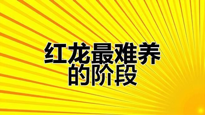 45公分還是橙色的紅龍