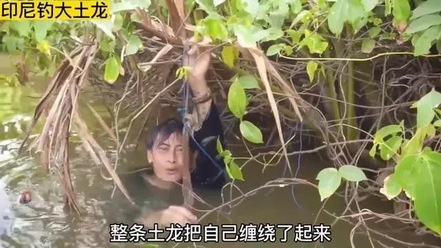 土龍魚野生