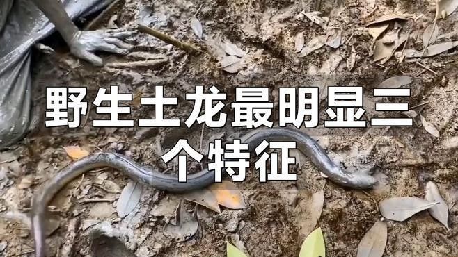 土龍魚野生