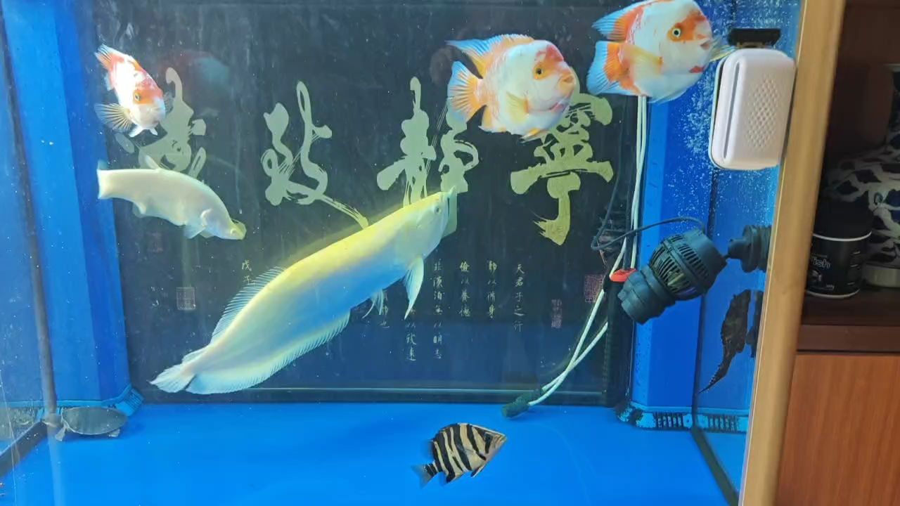 都是普通便宜的魚