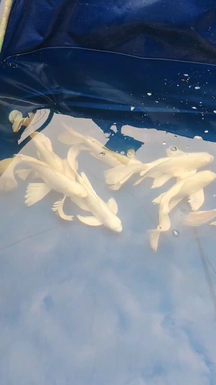 蝴蝶鯉大魚