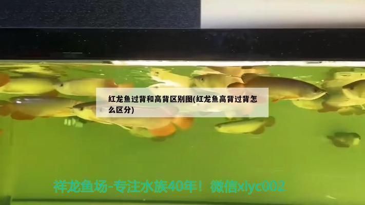酒泉龍魚水族店：酒泉祥龍魚場