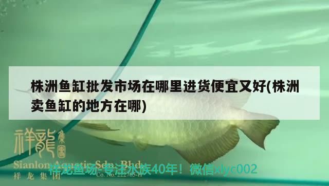 株洲魚缸批發市場在哪里進貨便宜又好(株洲賣魚缸的地方在哪)