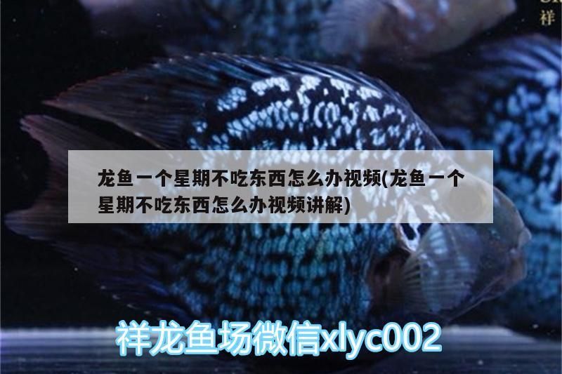 龍魚一個星期不吃東西怎么辦視頻(龍魚一個星期不吃東西怎么辦視頻講解)