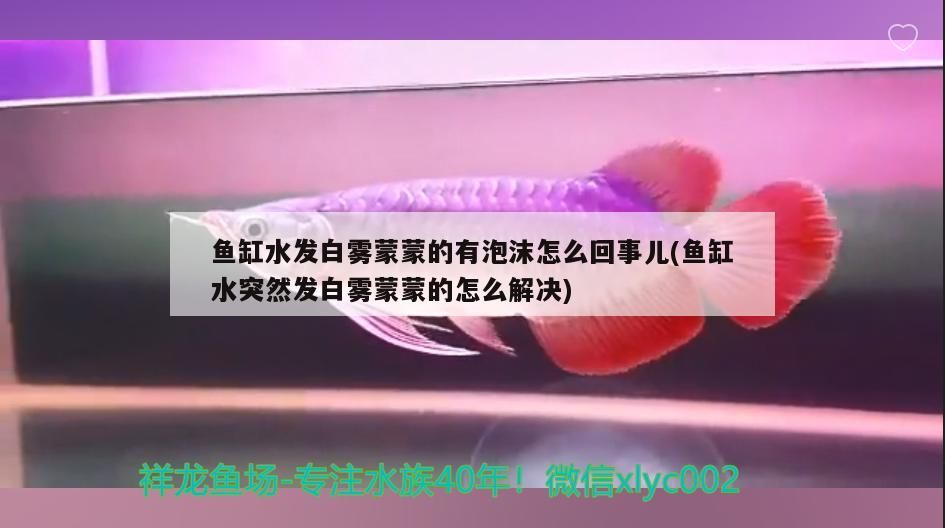 魚缸水發白霧蒙蒙的有泡沫怎么回事兒(魚缸水突然發白霧蒙蒙的怎么解決)