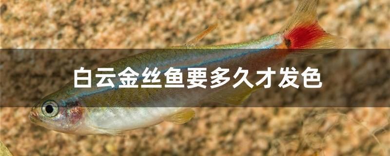 紅龍魚發(fā)色階段圖片大全欣賞（紅龍魚的發(fā)色和喂食與燈光）