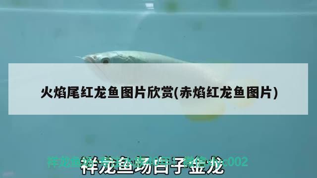 火焰尾紅龍魚圖片欣賞(赤焰紅龍魚圖片)
