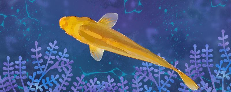 金魚有哪些品種哪種金魚最容易養