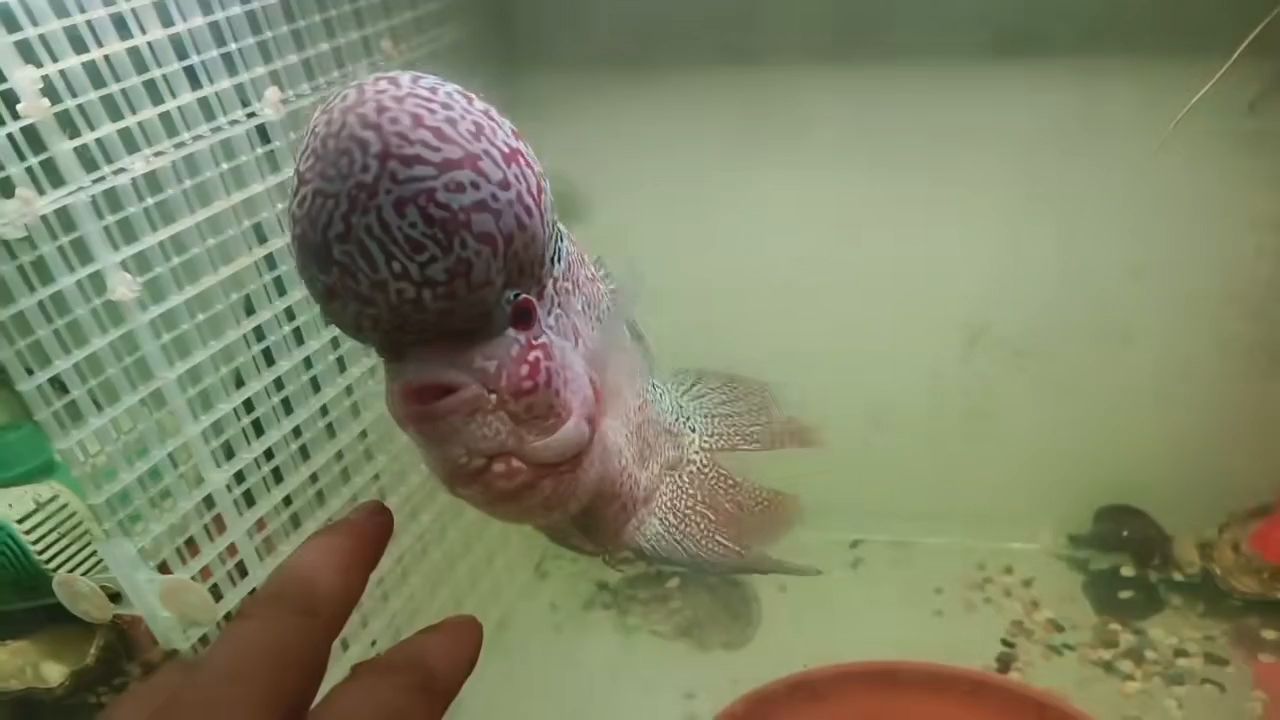 撿漏