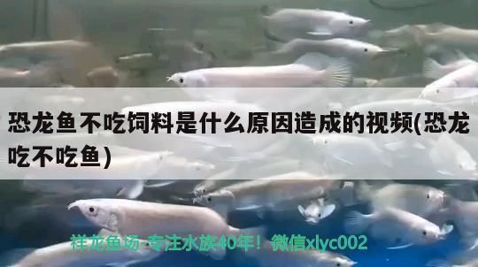 恐龍魚不吃飼料是什么原因造成的視頻(恐龍吃不吃魚)