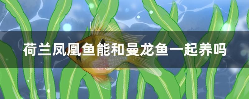 荷蘭鳳凰魚能和曼龍魚一起養嗎