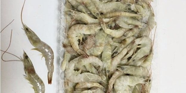 龍魚吃活泥鰍好不好吃