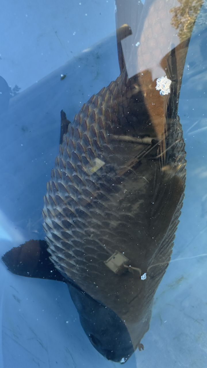 超大魚肚…魚鱗炸開