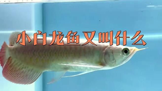 小白龍魚