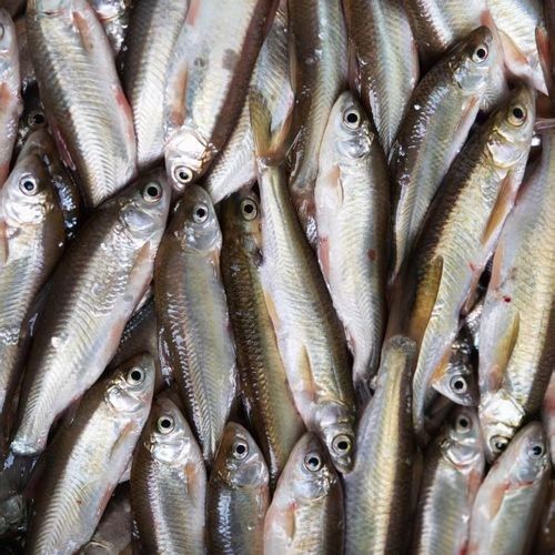 小白龍魚