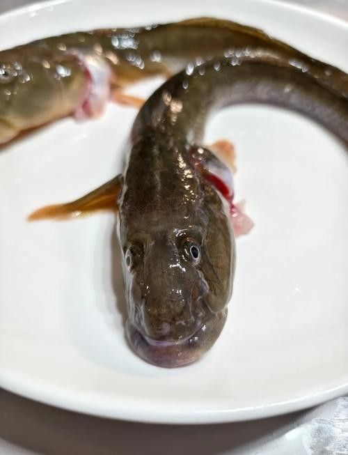 小白龍魚