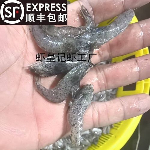 小白龍魚