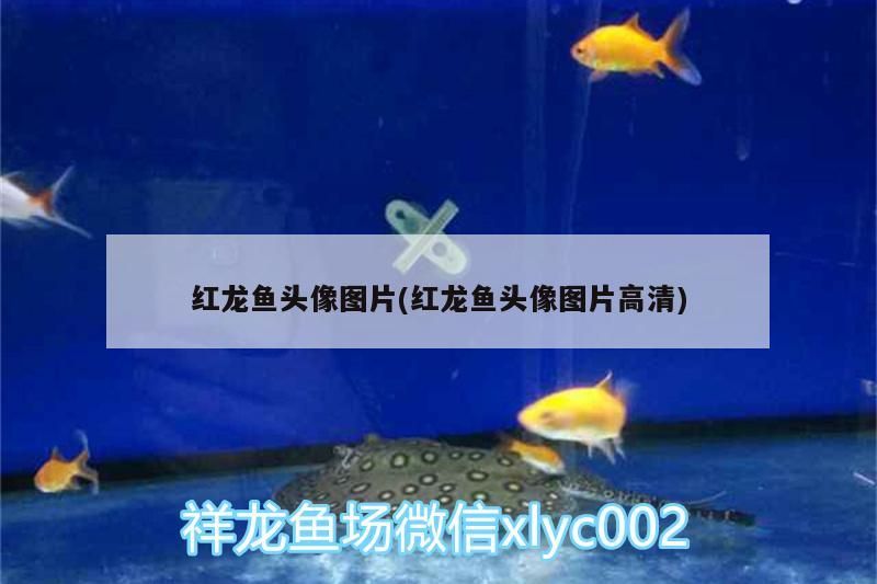紅龍魚頭像圖片(紅龍魚頭像圖片高清)