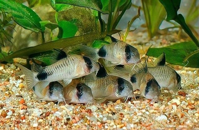 三間鼠魚的毒性有多強