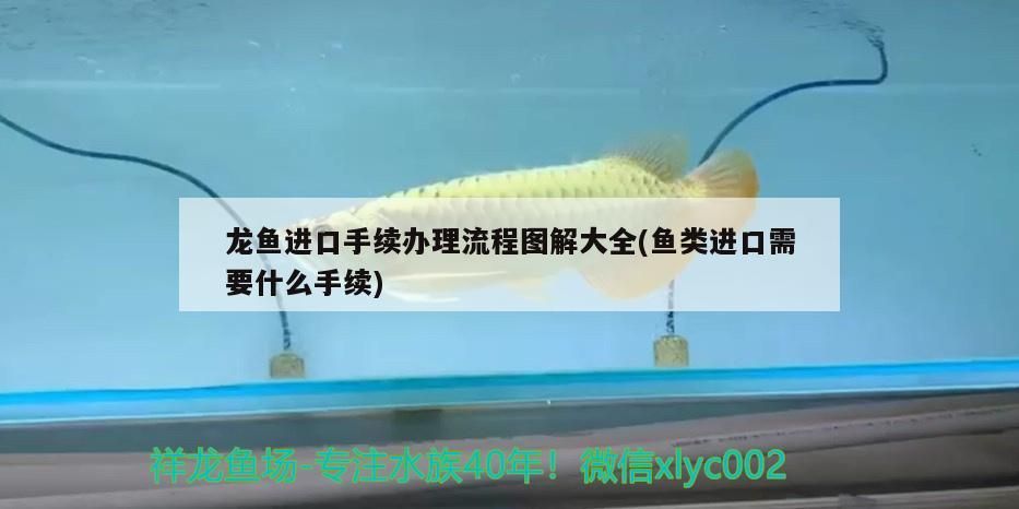 龍魚進口手續辦理流程圖解大全(魚類進口需要什么手續)