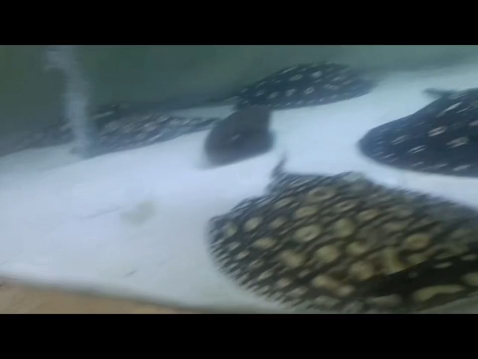 交配成功