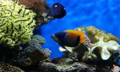 澳洲淡水觀賞魚種類有哪些（淡水觀賞魚的種類及種類介紹）